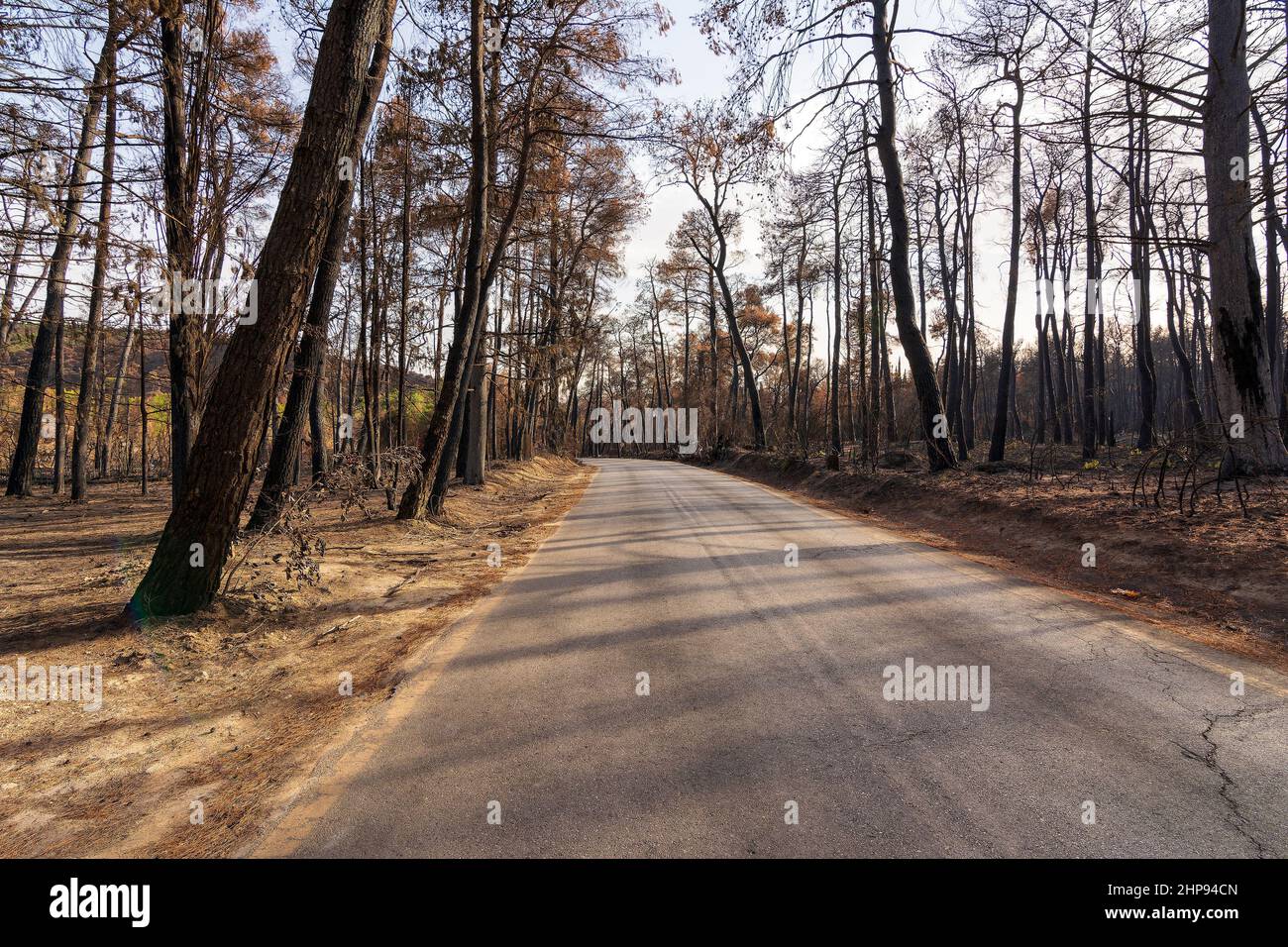 Strada forestale bruciata ad Attica, Grecia, dopo gli incendi boschivi del Monte Parnitha e dei distretti di Varympompi e Tatoi, all'inizio di agosto 2021. Foto Stock