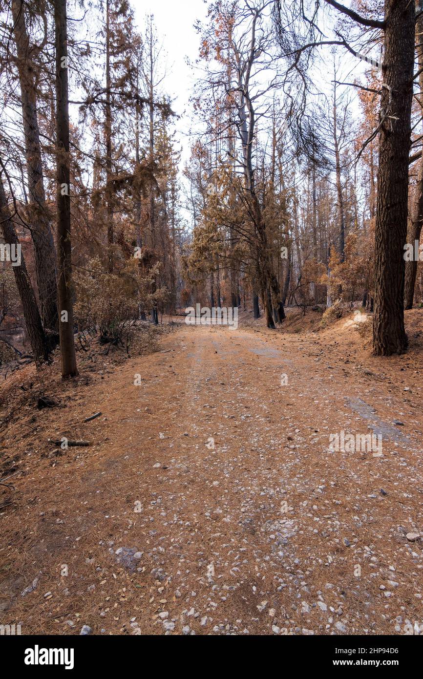 Strada forestale bruciata ad Attica, Grecia, dopo gli incendi boschivi del Monte Parnitha e dei distretti di Varympompi e Tatoi, all'inizio di agosto 2021. Foto Stock