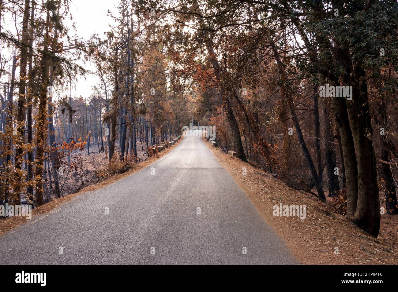 Strada forestale bruciata ad Attica, Grecia, dopo gli incendi boschivi del Monte Parnitha e dei distretti di Varympompi e Tatoi, all'inizio di agosto 2021. Foto Stock