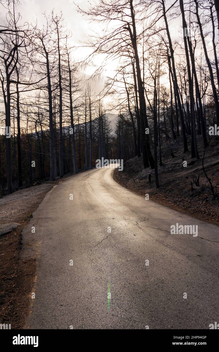 Strada forestale bruciata ad Attica, Grecia, dopo gli incendi boschivi del Monte Parnitha e dei distretti di Varympompi e Tatoi, all'inizio di agosto 2021. Foto Stock