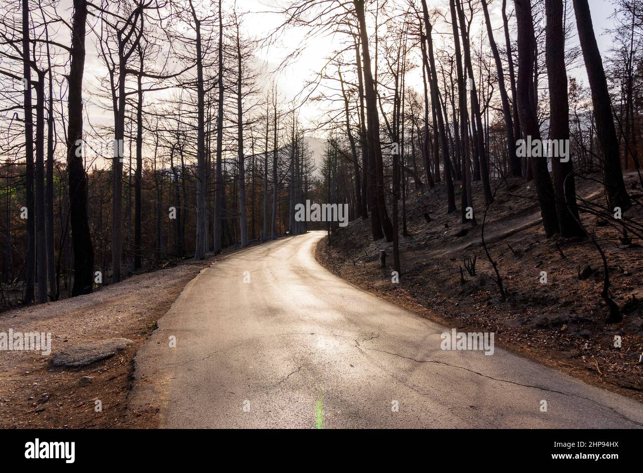 Strada forestale bruciata ad Attica, Grecia, dopo gli incendi boschivi del Monte Parnitha e dei distretti di Varympompi e Tatoi, all'inizio di agosto 2021. Foto Stock