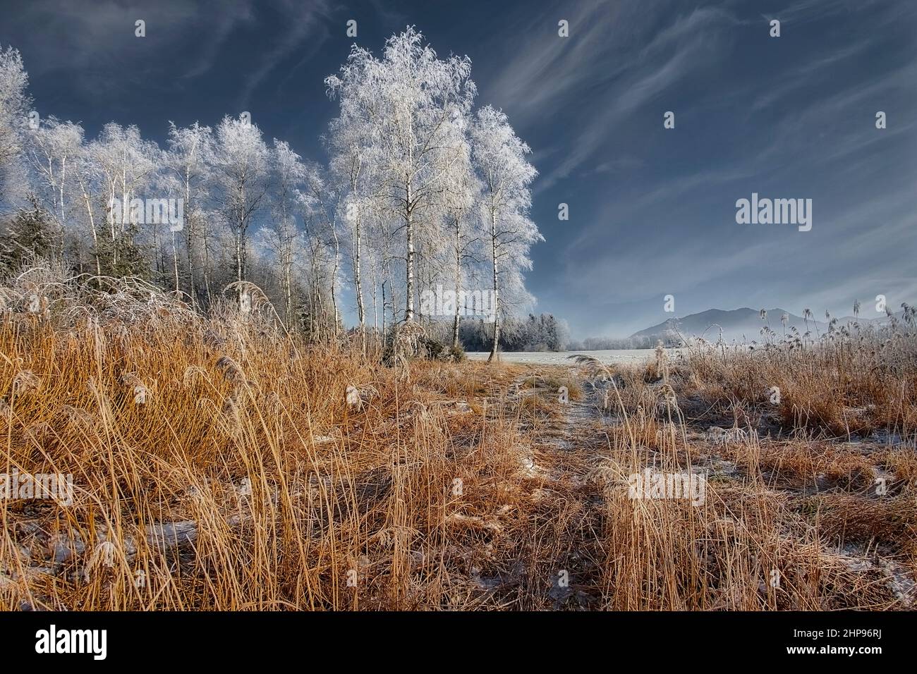 DE - BAVIERA: Inverno nel Moor Hoffilze a Bichl con Stallauer Eck montagne sullo sfondo Foto Stock