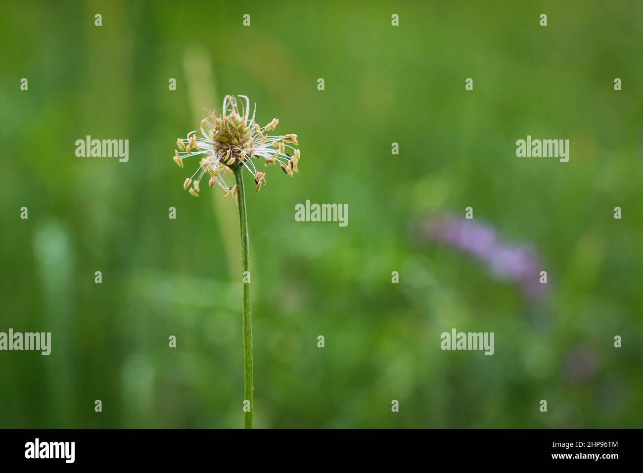 Plantago lanceolata, ribwort plantain, flantain a foglia stretta, plantain inglese, Foto Stock