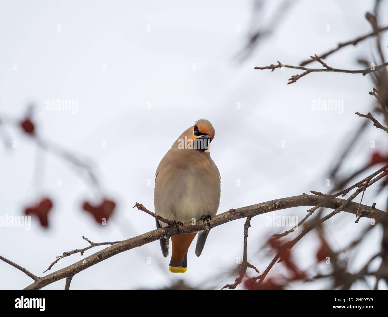 waxwing bohémien seduto sul ramo in inverno o in primavera. Il waxwing, un bellissimo uccello tufted, siede su un ramo senza foglie. Uccello selvatico Foto Stock