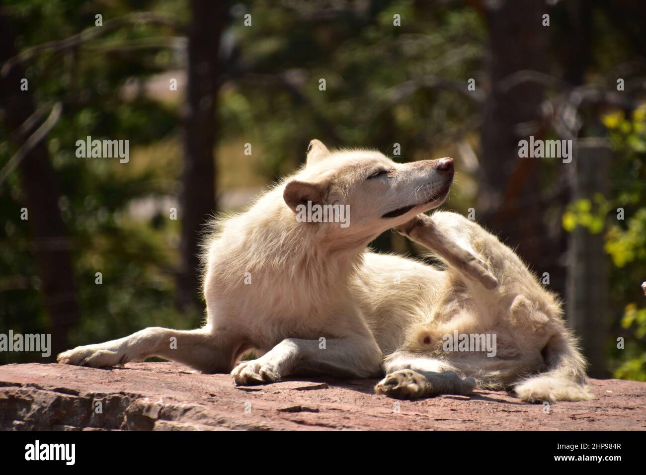 Lupo di legno bianco maschio che gli scava l'orecchio con il piede posteriore. Foto Stock