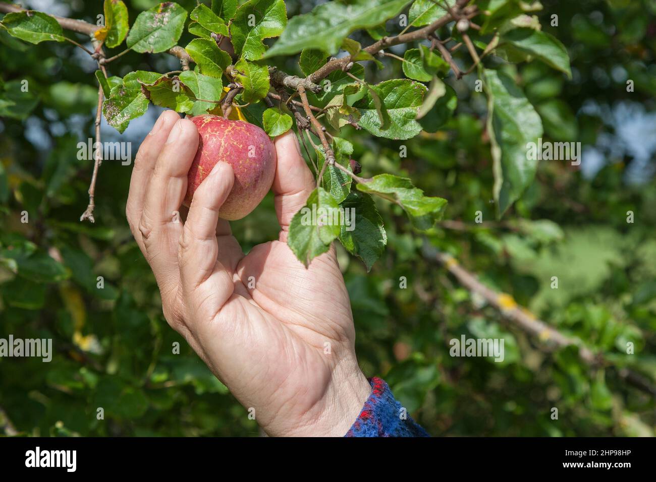 La mano del Fruit Farmer raccoglie dall'albero una mela coltivata in modo biologico. Foto Stock