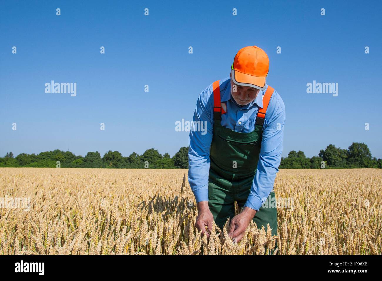 L'agricoltore controlla la qualità del suo grano nel suo campo in una giornata di sole nel mese di luglio. Sullo sfondo si può vedere la torre della chiesa dal villaggio. Foto Stock