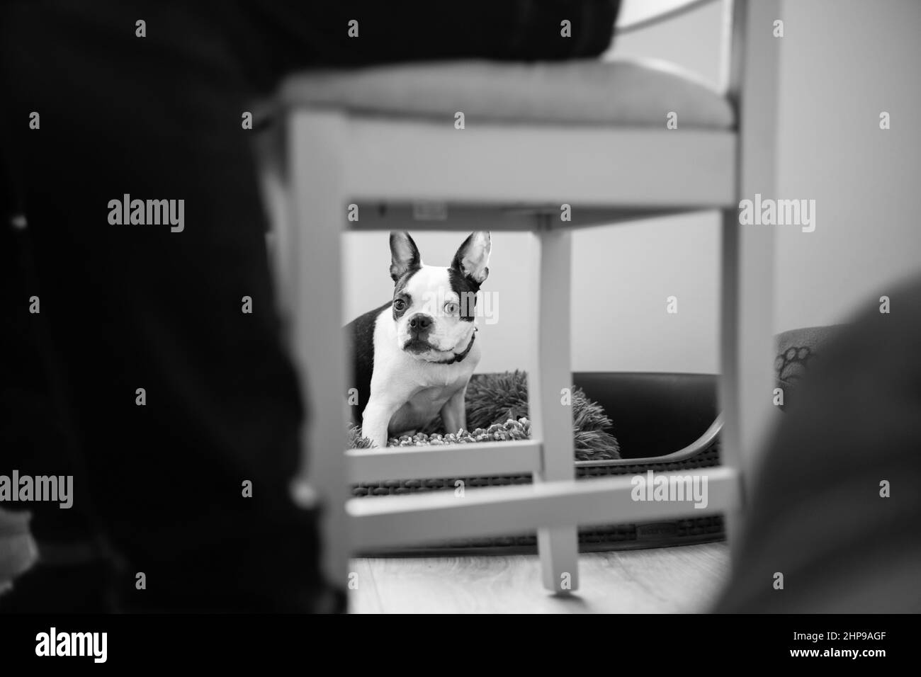 Boston Terrier cucciolo nel suo letto di animali domestici visto attraverso la cornice di una sedia da cucina. Una persona è seduta sulla sedia. L'immagine è monocromatica. Foto Stock