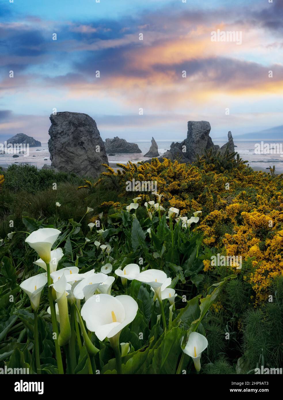 Gorse, Giglio Cala e Coastline. Bandon, Oregon Foto Stock