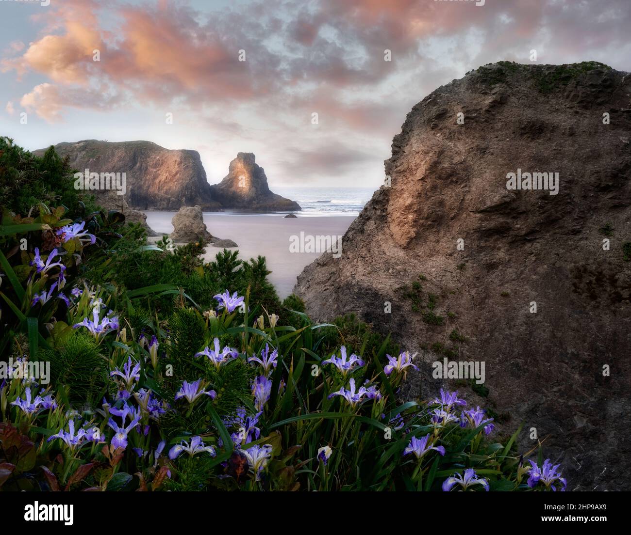 Fiori di iride selvaggia a Bandon Beach, Oregon Foto Stock