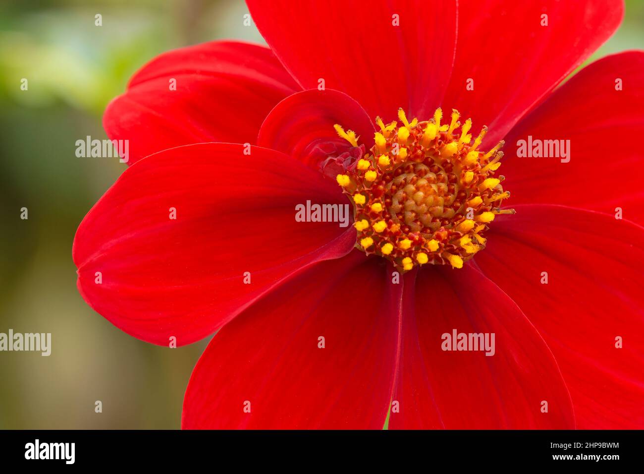 Primo piano di bello, vivace fiore rosso in estate Foto Stock