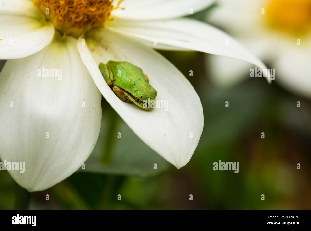 Primo piano di una piccola rana verde poggiata su un fiore bianco in estate Foto Stock
