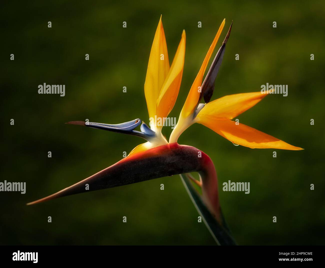 Primo piano di Bird of Paradise flower. Hawaii, la Big Island Foto Stock