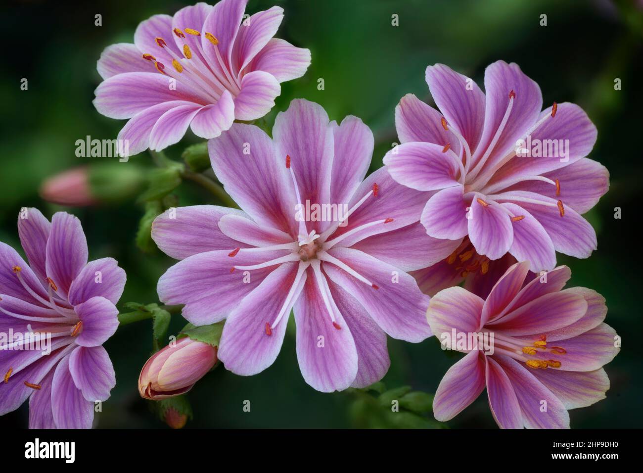 Primo piano dei fiori della serie di Tramonto di Lewisia Foto Stock
