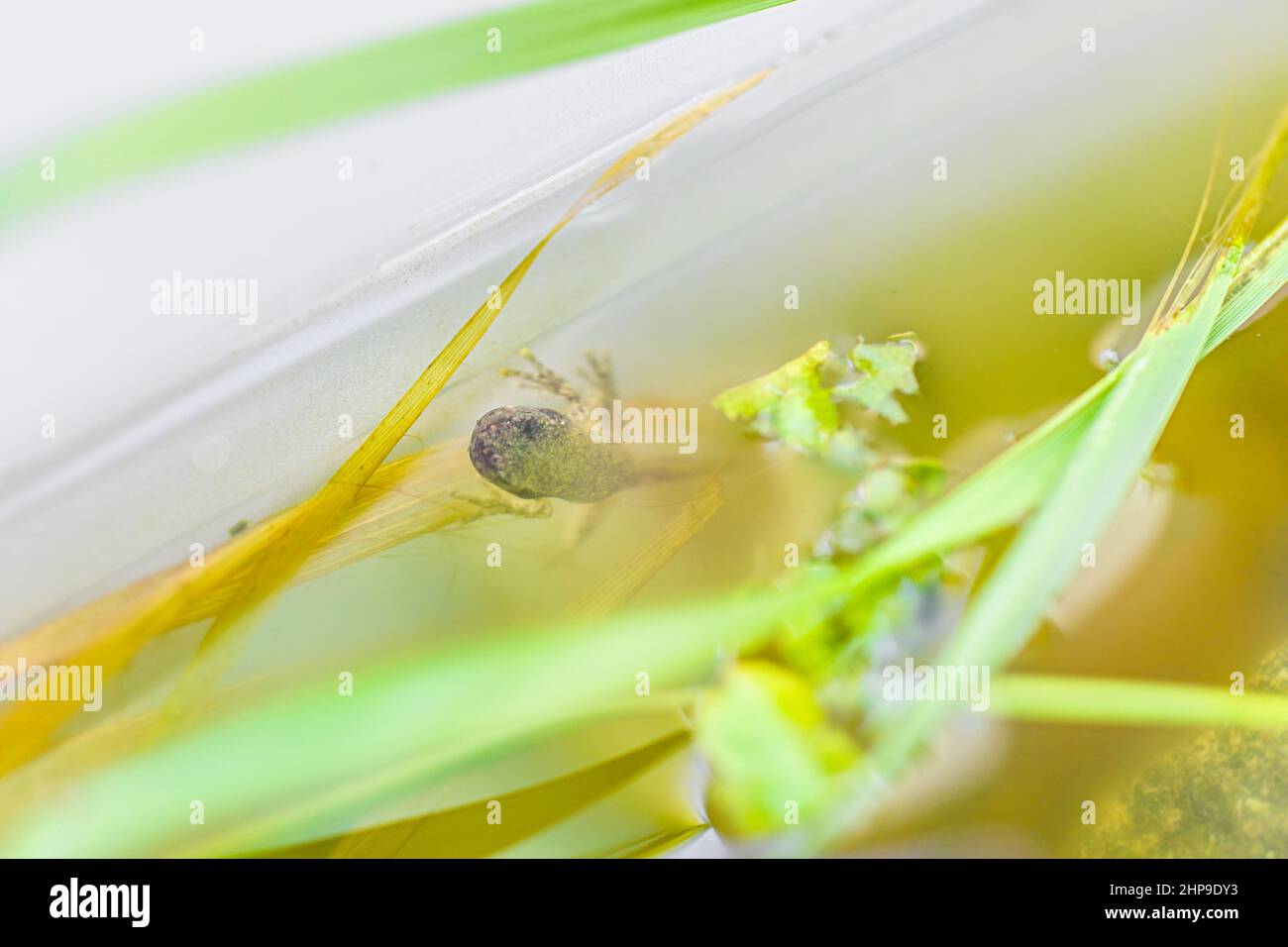 Closeup macro di un singolo Virginia treefrog tadpole nuoto in acquario con piedi su serbatoio contenitore di plastica e foglie di piante Foto Stock