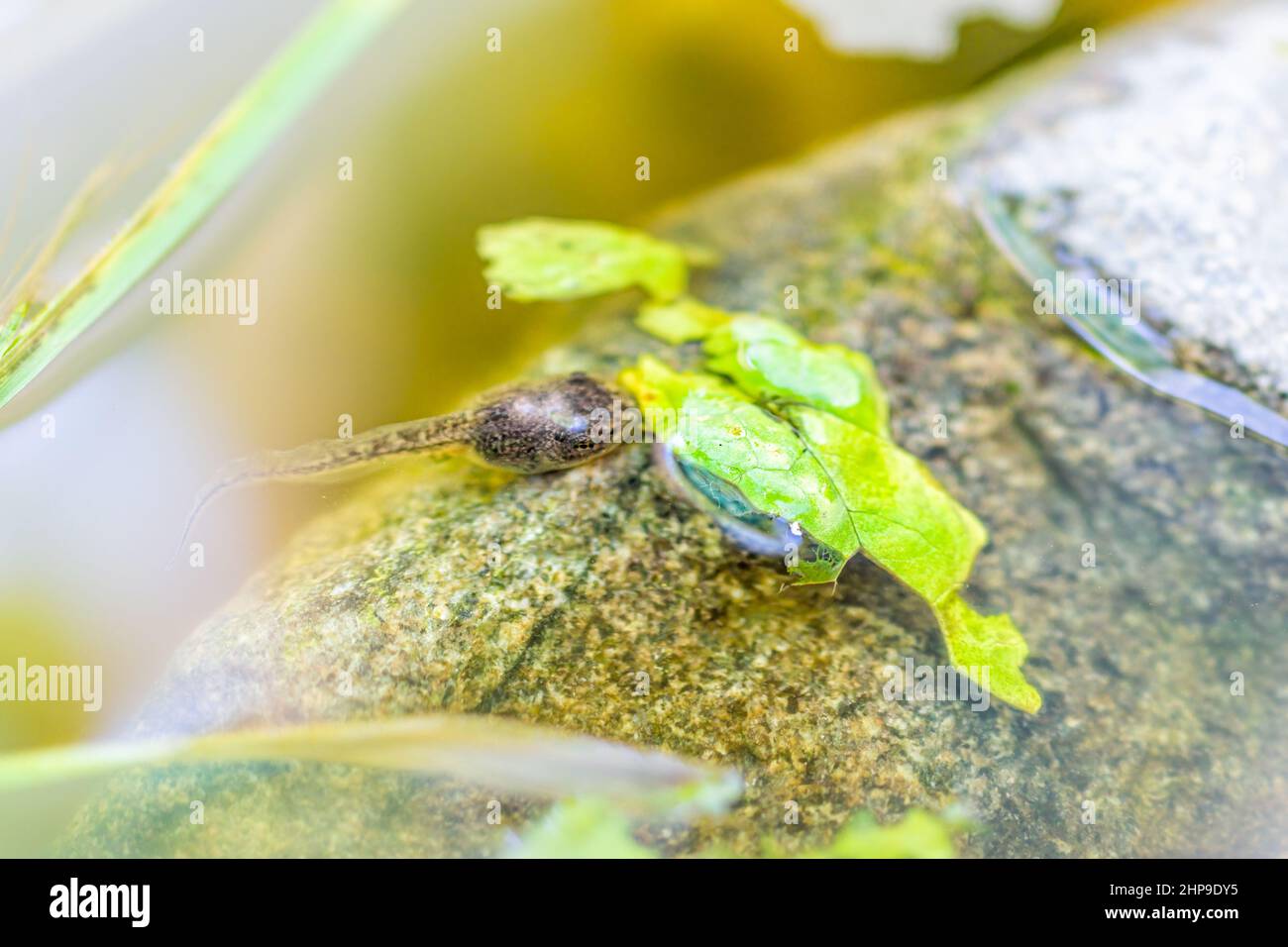 Closeup macro di Virginia treefrog tadpole nuoto in acquario mangiare foglie di lattuga verde per il cibo su roccia Foto Stock
