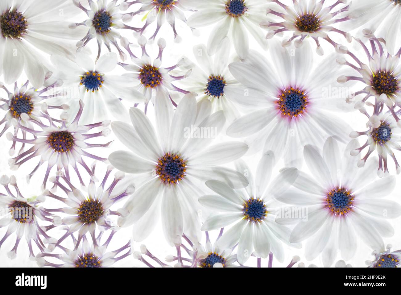 Primo piano della disposizione dei fiori bianchi. Osteospermum - Bianco ragno e Bianco Asti Foto Stock