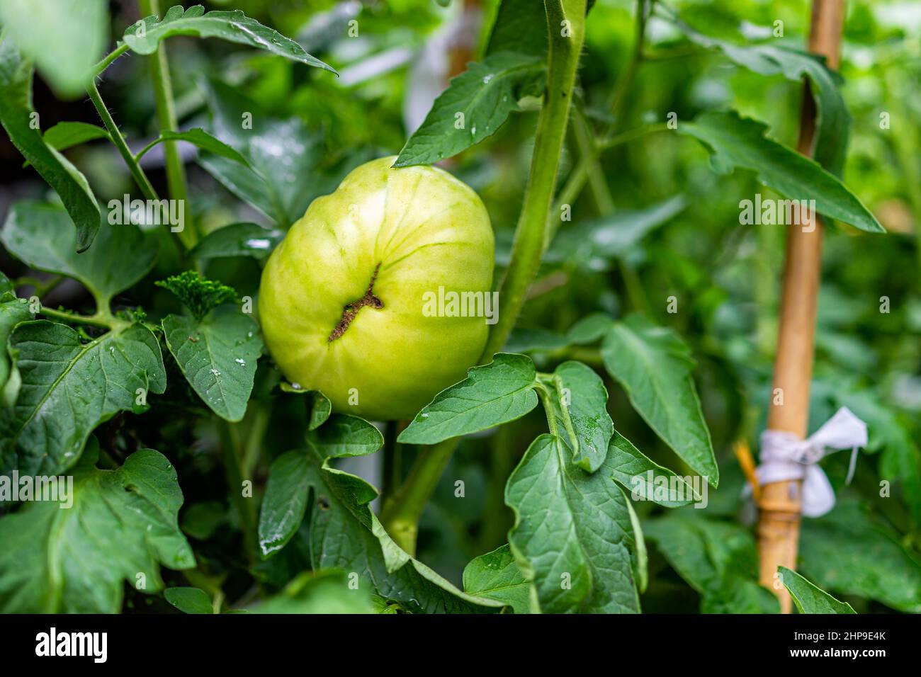 Verde unmipe grande porpora cherokee pomodoro appeso su vite verde su piante macro primo piano con sfondo di foglie verdi fogliame Foto Stock