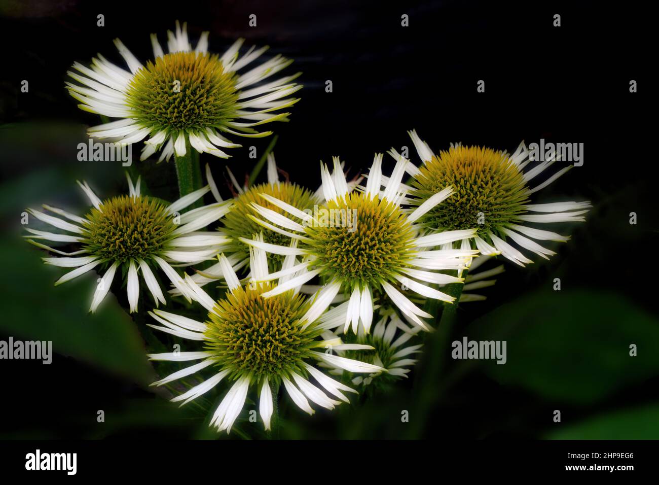 Primo piano di fiori a cono Foto Stock
