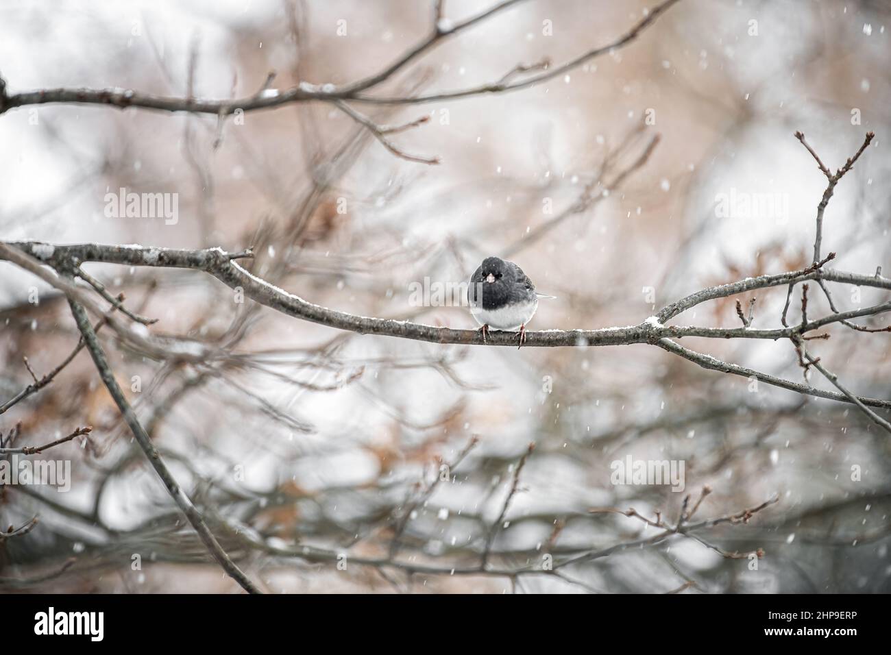 Piccolo uccello junco dall'occhio scuro arroccato sedendo appollaiato sull'albero durante la neve d'inverno in Virginia soffiato in su nel freddo Foto Stock