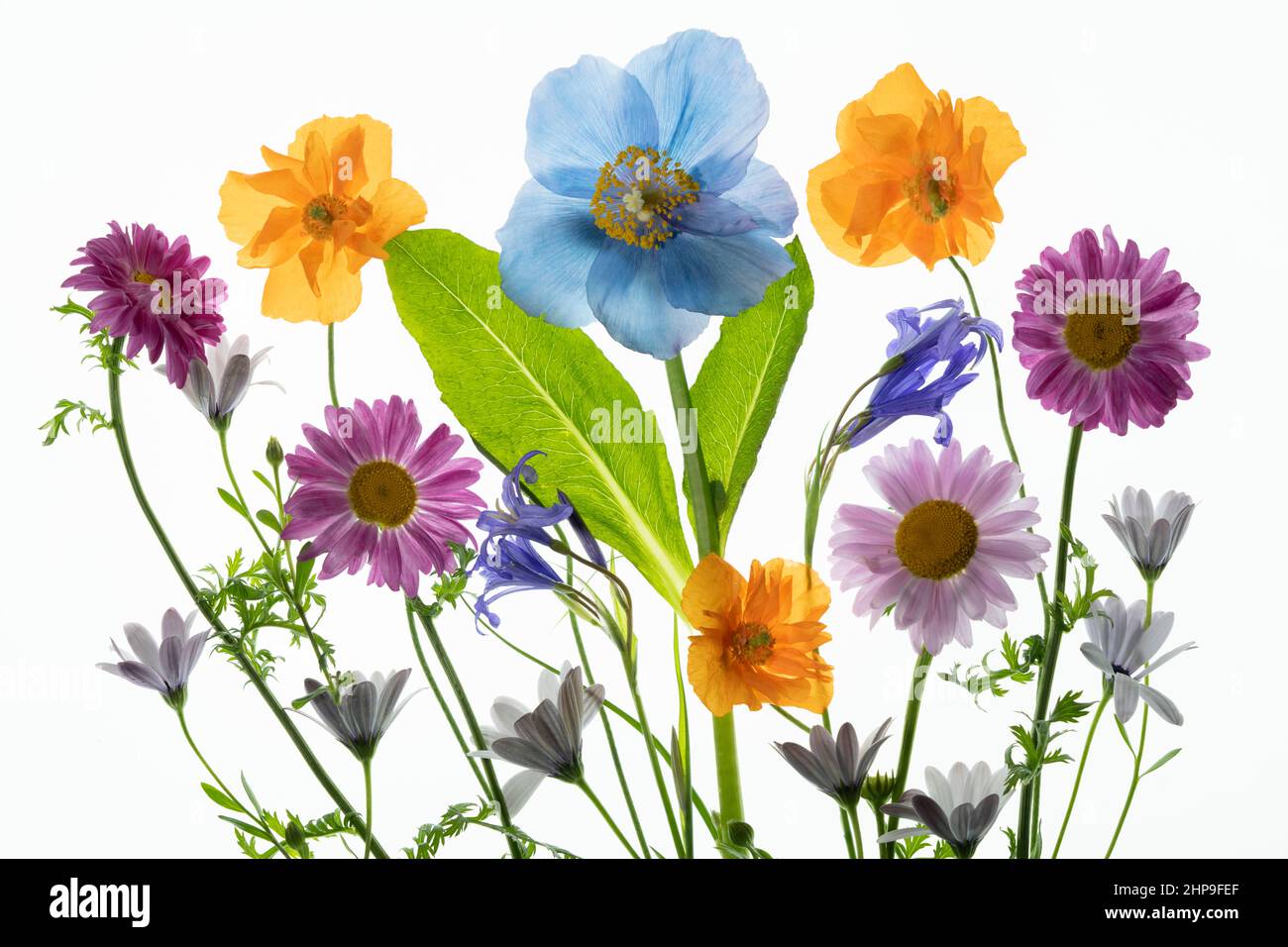 Arrangiamento di fiori con Poppy blu Himalyan. Foto Stock