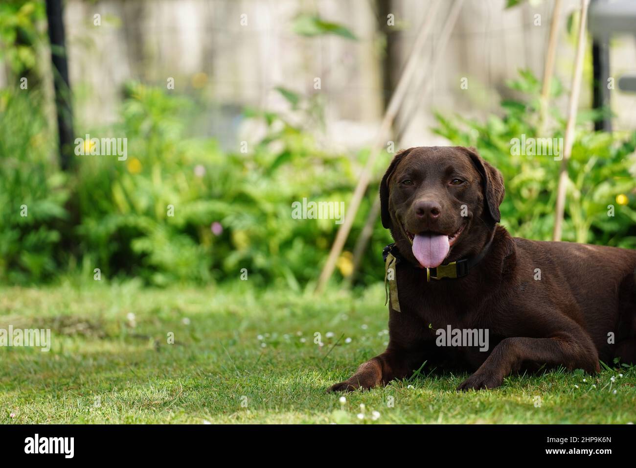 Un labrador al cioccolato seduto in un cortile che guarda rilassato con esso è lounge fuori Foto Stock