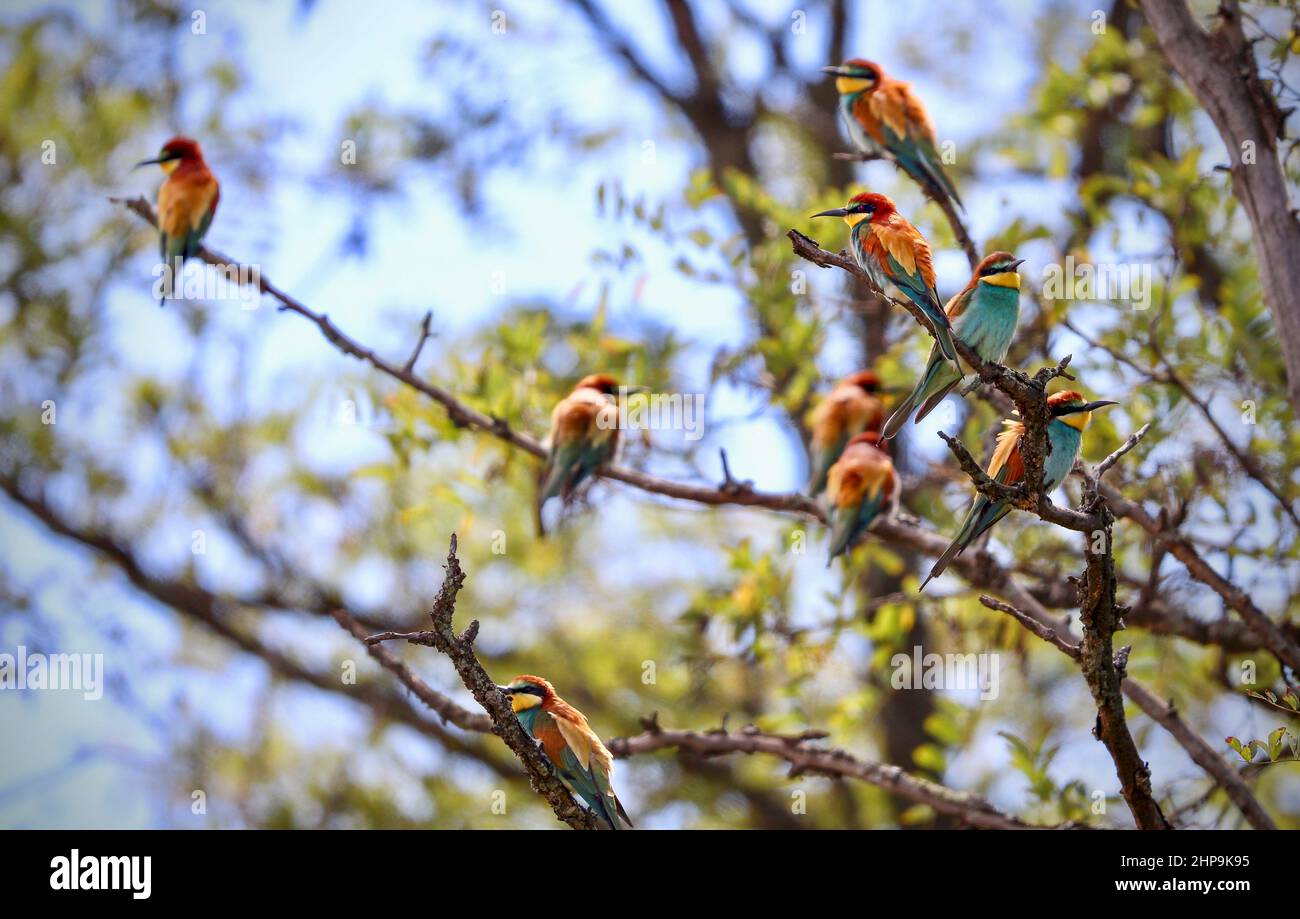 Mangiatori europei di api, Sudafrica Foto Stock