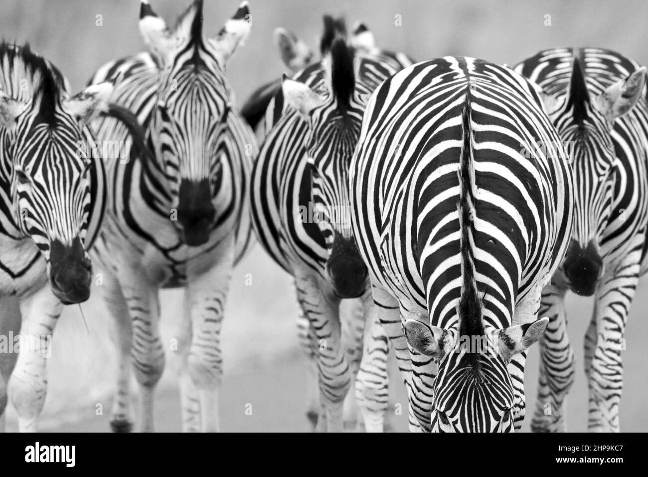 Pianura Zebra, Sudafrica Foto Stock
