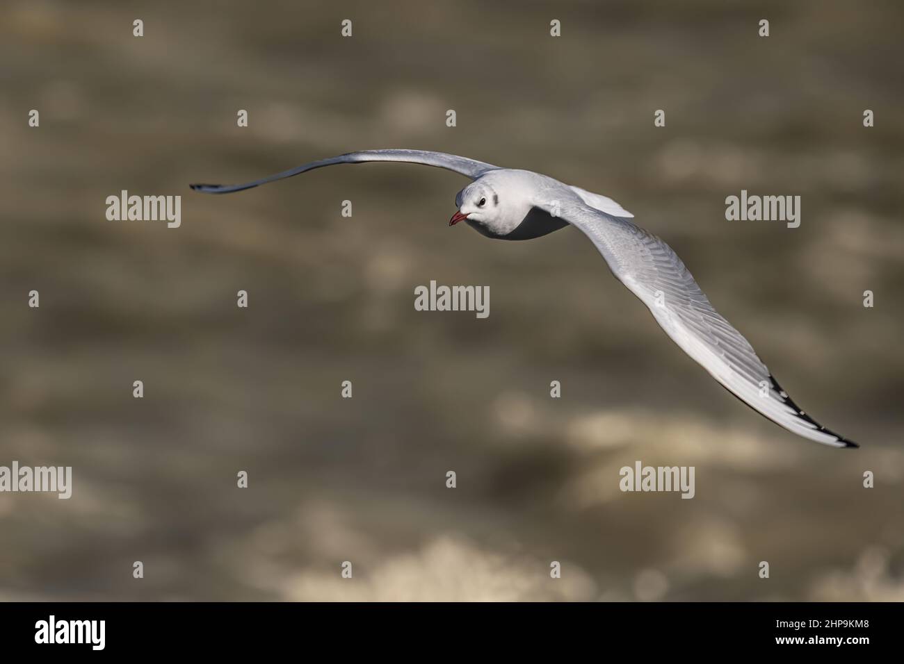 Mouette rieuse au Hourdel devant le blockhaus Foto Stock