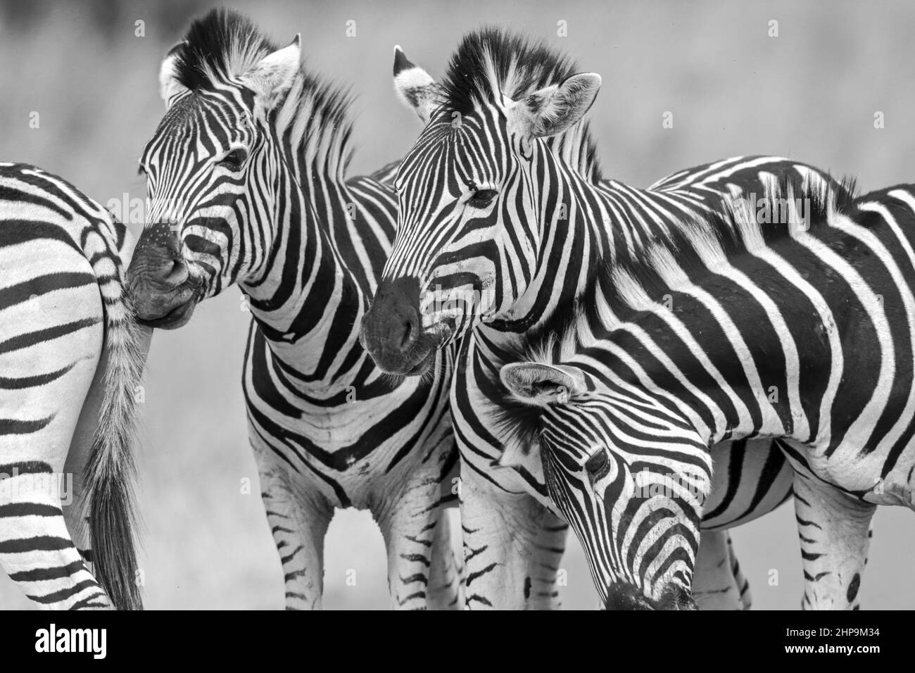 Pianura Zebra, Sudafrica Foto Stock