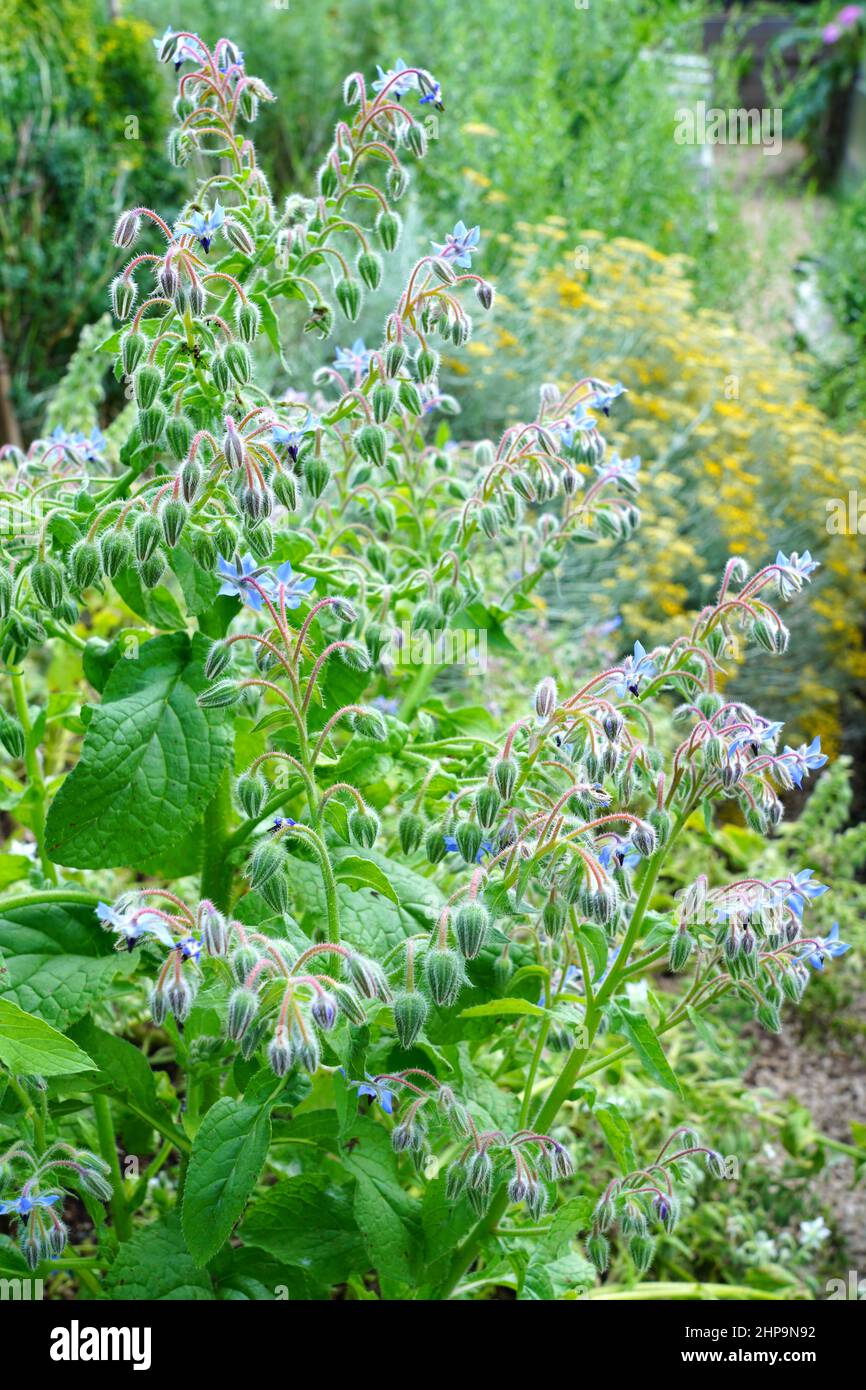 Fiori a forma di stella blu della pianta di borragine (borago officinalis) nel giardino delle erbe Foto Stock