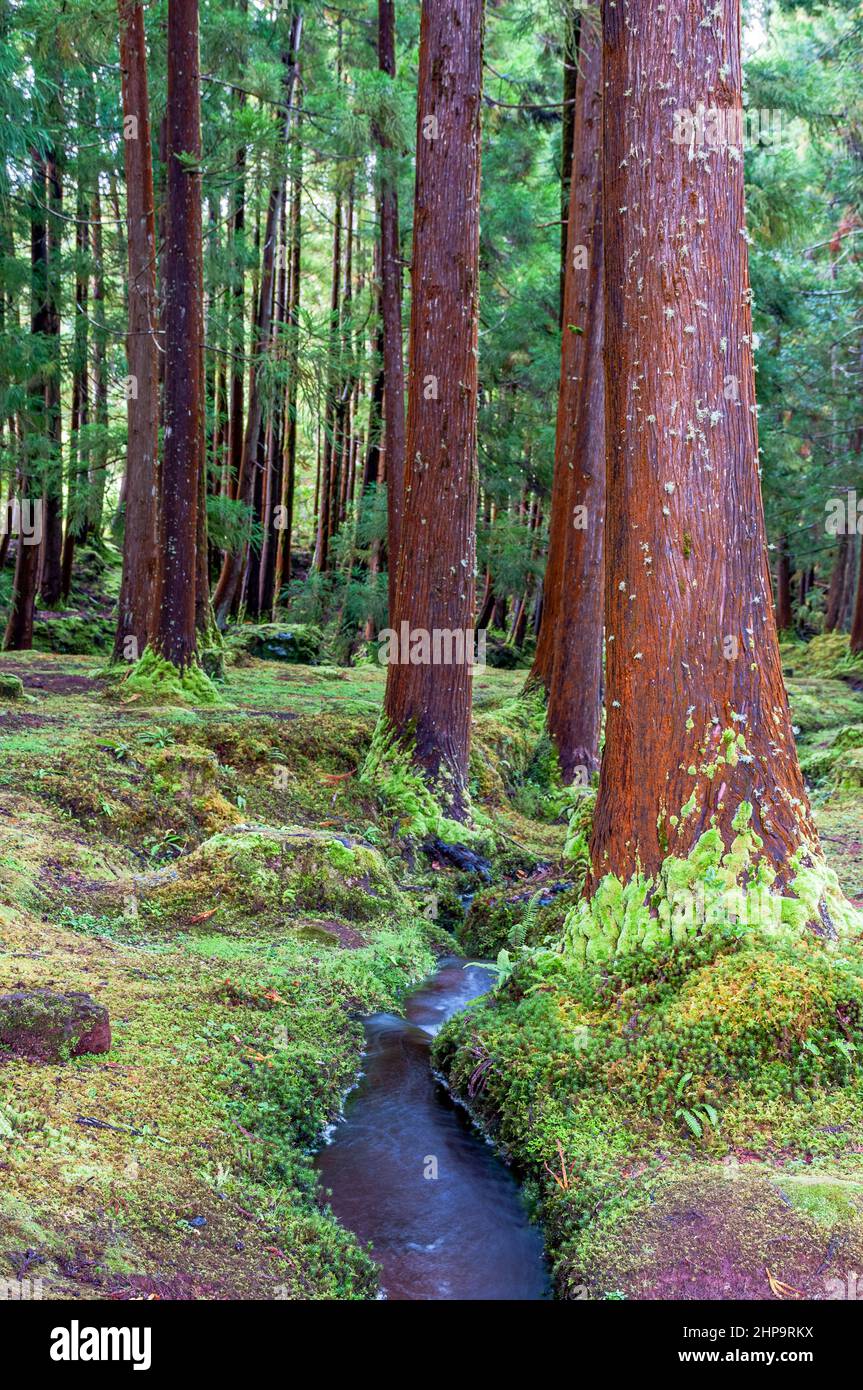 Bosco di cedro giapponese con ruscello, sull'isola di Terceira, Azzorre Foto Stock