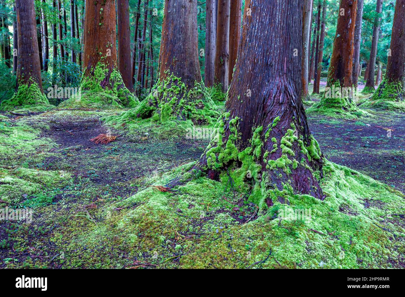 Bosco di cedro giapponese sull'isola di Terceira, Azzorre Foto Stock