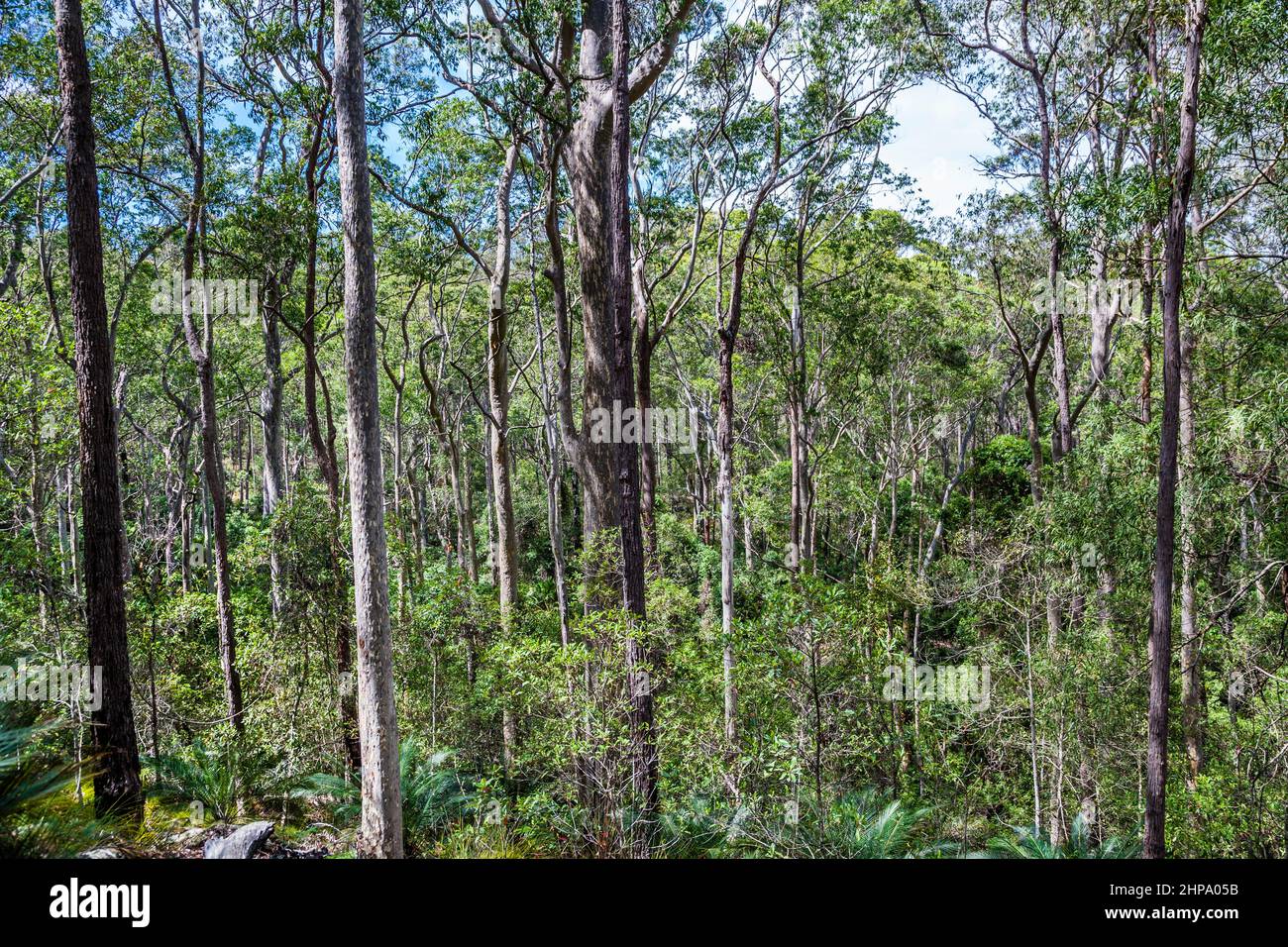 Alta foresta umida con gengive macchiate, palme da cavolo e felci al Parco Nazionale di Murramarang, sulla costa meridionale del nuovo Galles del Sud, Australia Foto Stock