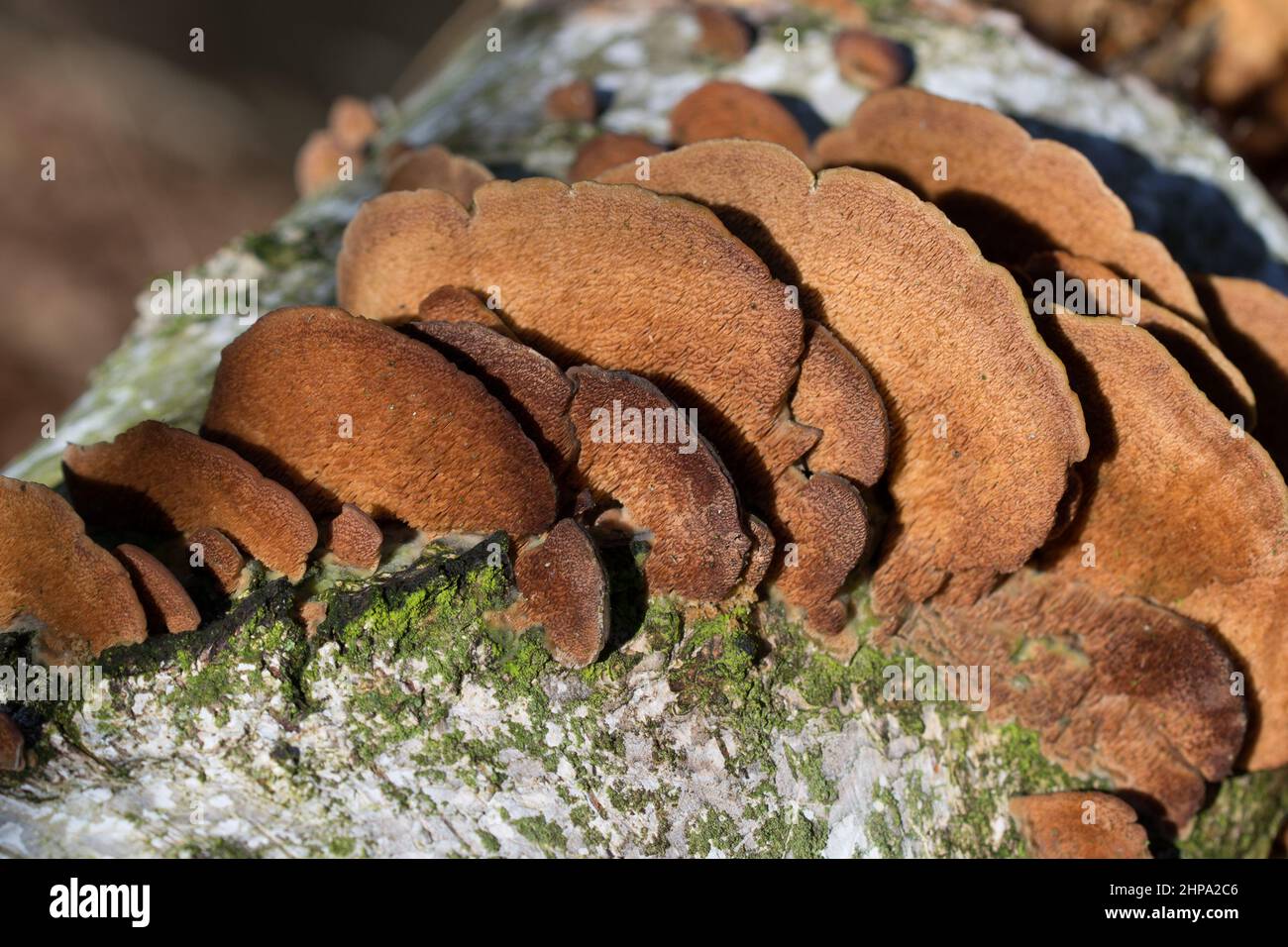 Gruppo di fungo tricaptum biforme su moncone di betulla closeup fuoco selettivo Foto Stock