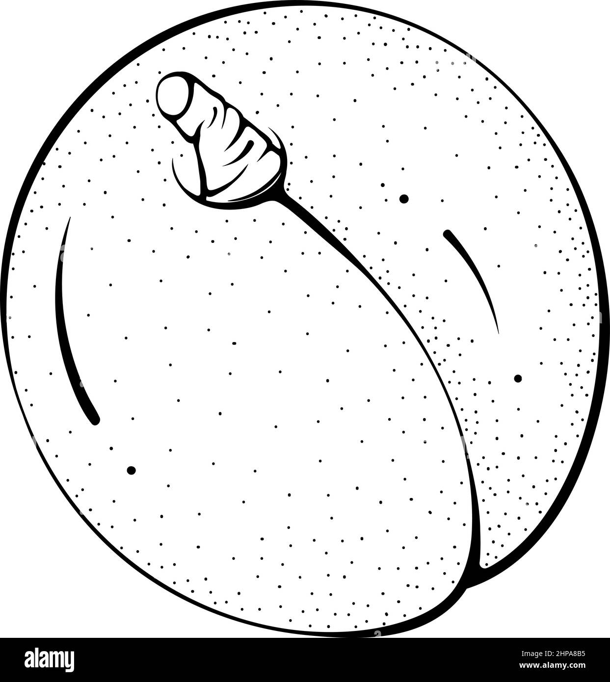 Vista dall'alto dell'intera albicocca Illustrazione Vettoriale