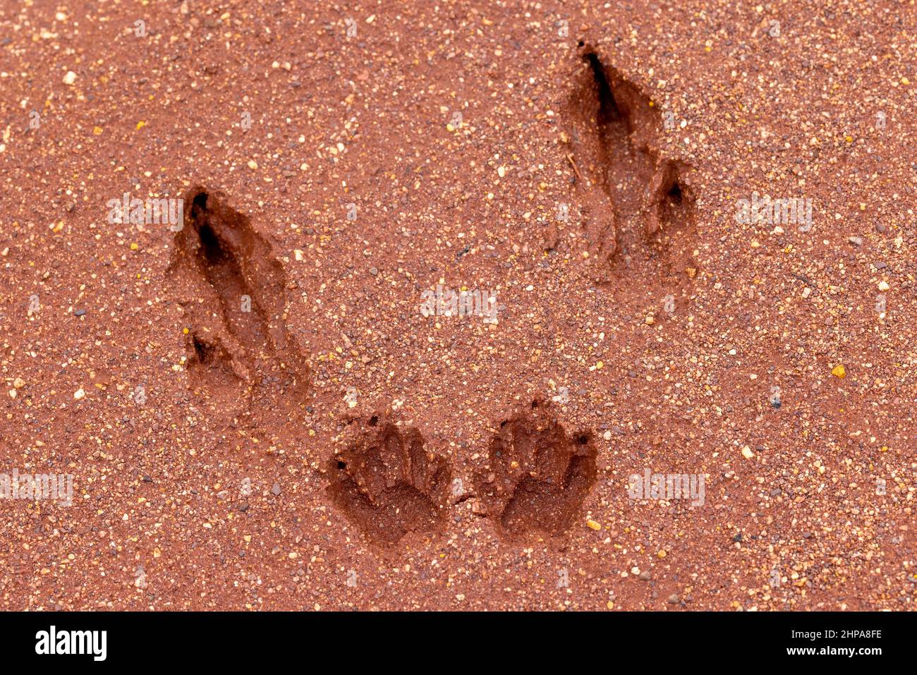 Il piede di Kangaroo e la zampa sono stampati su un terreno rosso umido e morbido Foto Stock