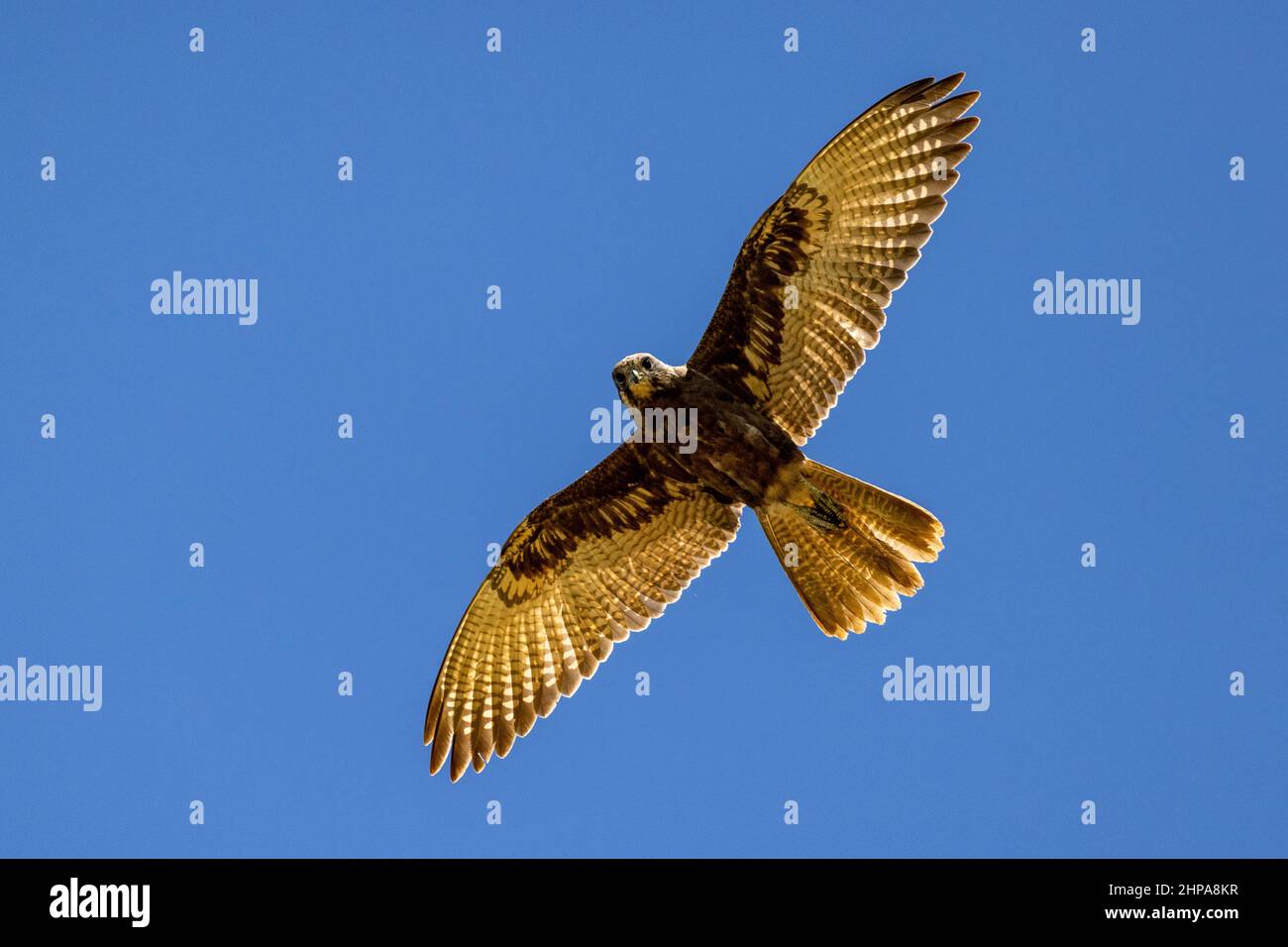 Australian Brown Falcon in volo Foto Stock