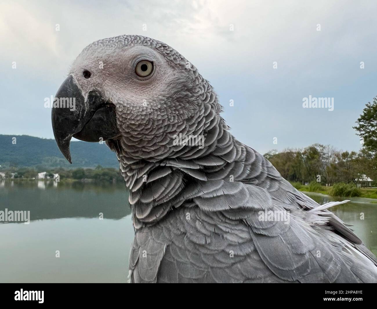 Primo piano di un pappagallo grigio africano Foto Stock