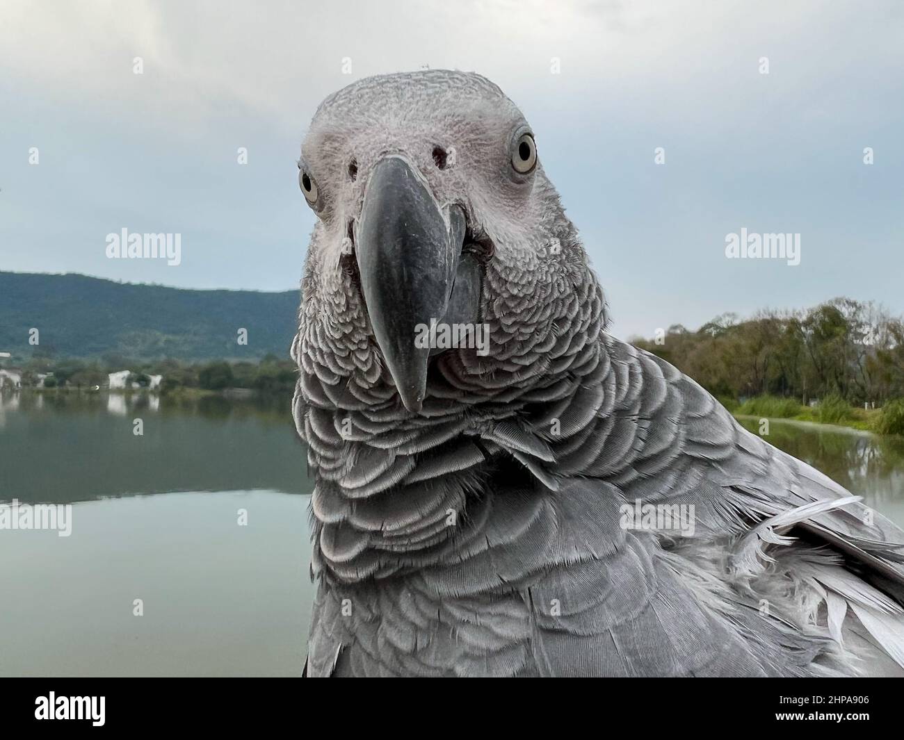 Primo piano di un pappagallo grigio africano Foto Stock
