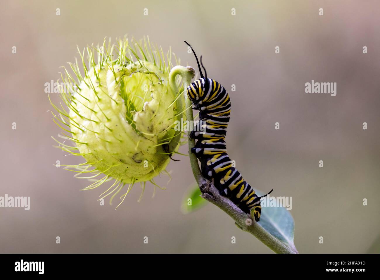 Wanderer Butterfly larvae che si nutrono su Bush di cotone a foglia stretta Foto Stock