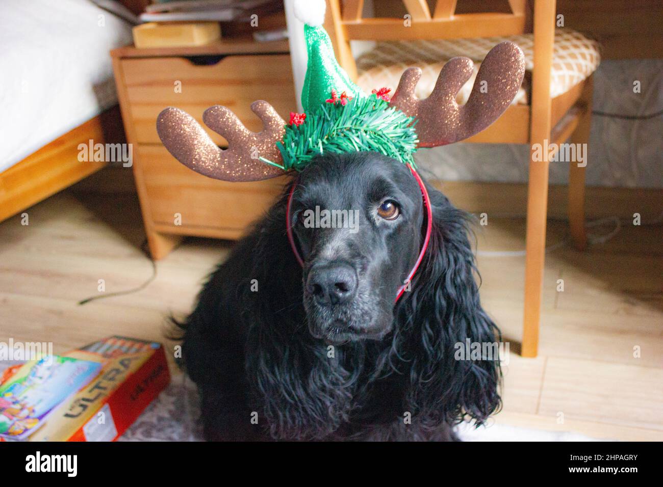 Spaniel cane in un cappello di Natale Foto Stock