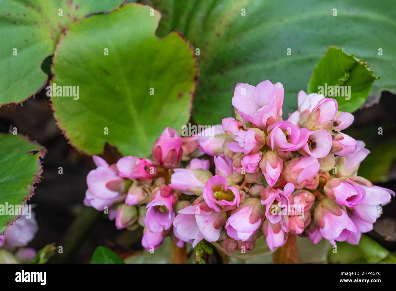 Bergenia, conosciuta anche come Bergenia cordifolia. Fiori rosa in primo piano Foto Stock