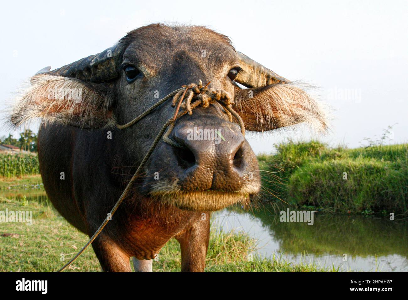 Il viso morbido e dolce in primo piano di bufalo d'acqua addomesticato di grandi dimensioni (bubalus bubalis). Foto Stock