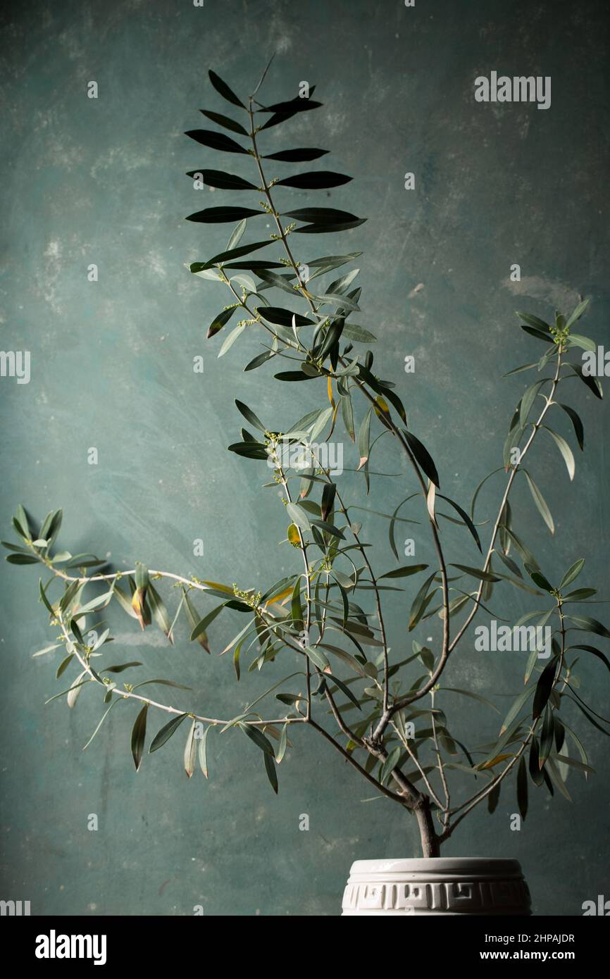 Giovane olivo in una pentola bianca su sfondo scuro Foto Stock