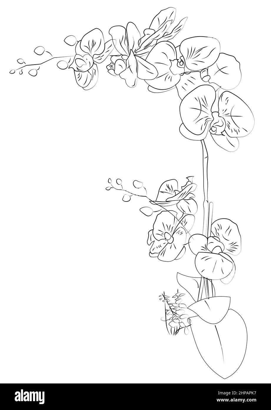Contorno disegno Orchid senza colore. Per bordo, colorazione. Foto Stock