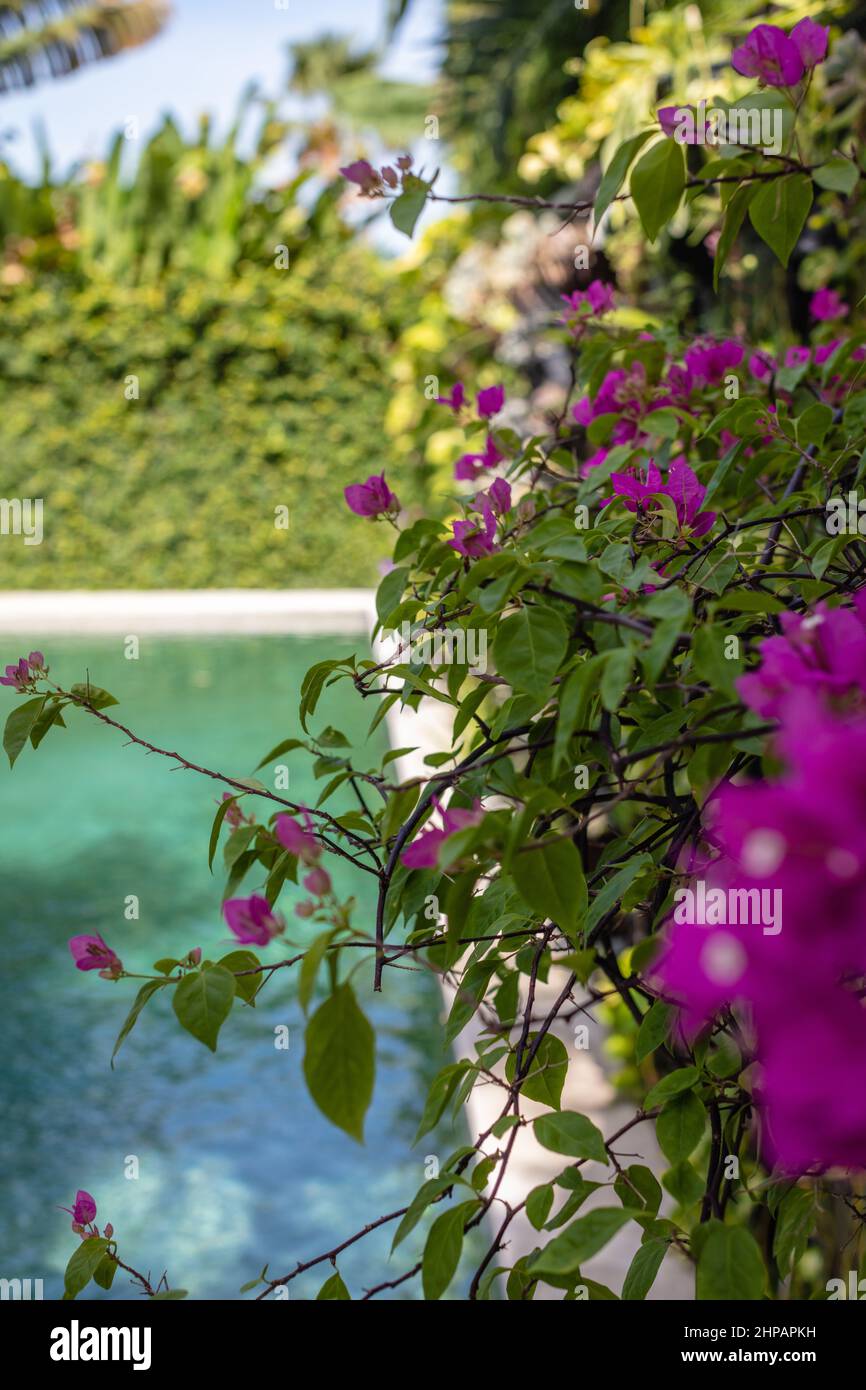 Piscina tropicale con lussureggiante vegetazione e rosa Bougainvillea intorno. Bali, Indonesia. Foto Stock