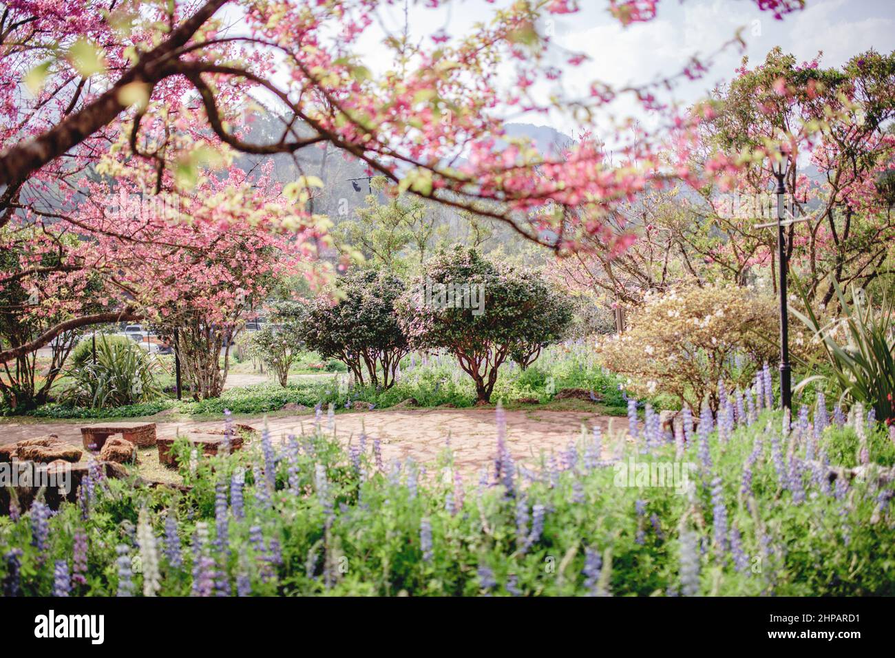 Bellezza nel parco naturale di ciliegi con cielo. Foto Stock