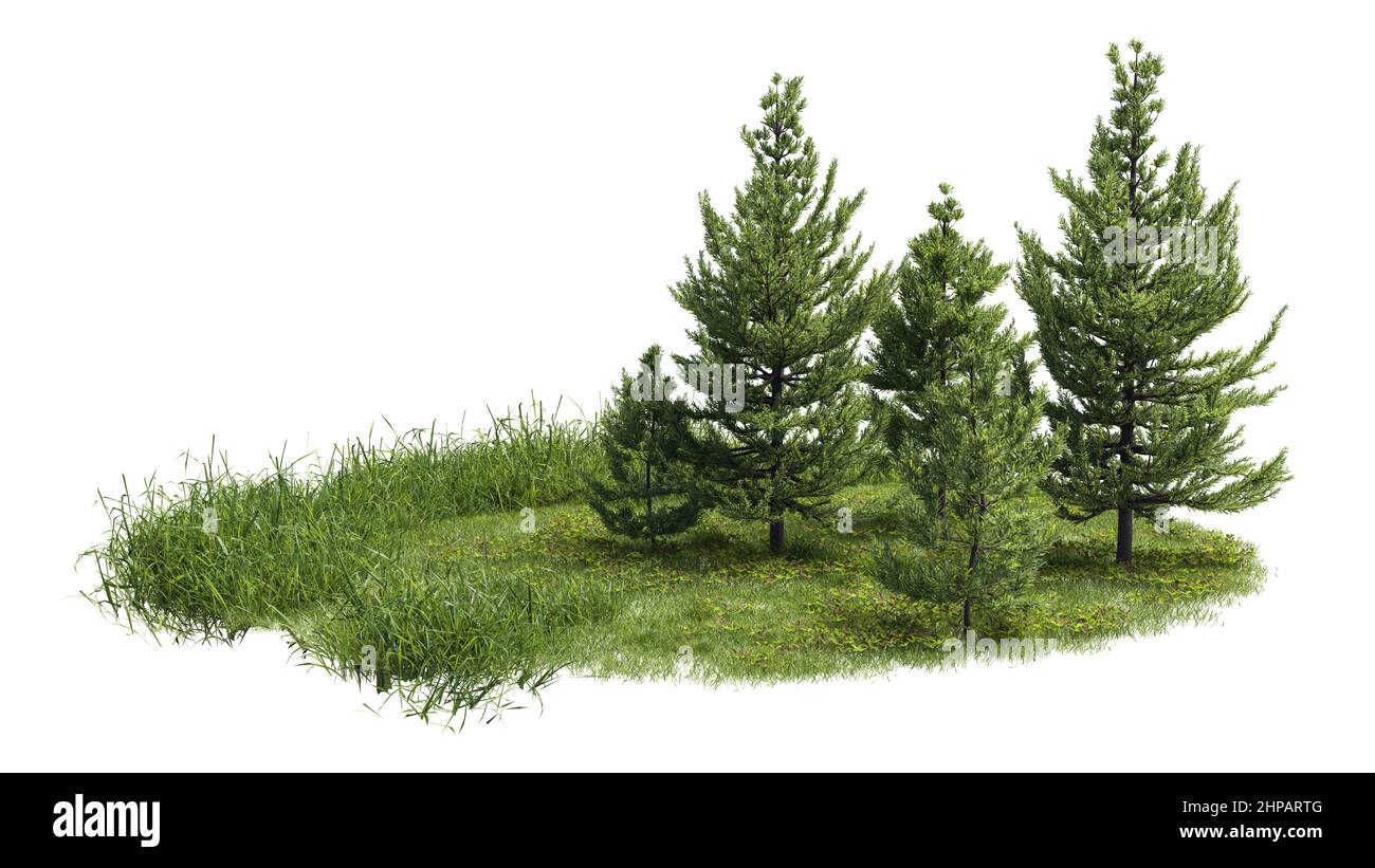 Foresta isolato. Immagine utile per striscioni e poster o manipolazioni fotografiche. Maschera di ritaglio disponibile per la composizione. 3d rendering Foto Stock