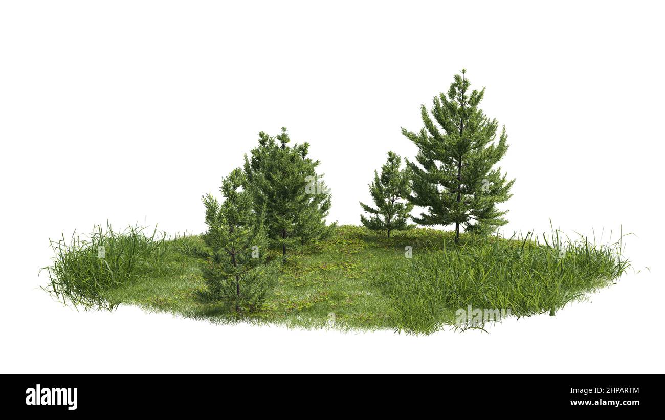 Foresta isolato. Immagine utile per striscioni e poster o manipolazioni fotografiche. Maschera di ritaglio disponibile per la composizione. 3d rendering Foto Stock